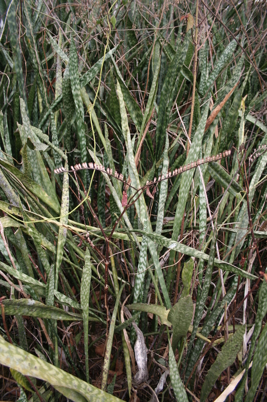 Image of viper's bowstring hemp