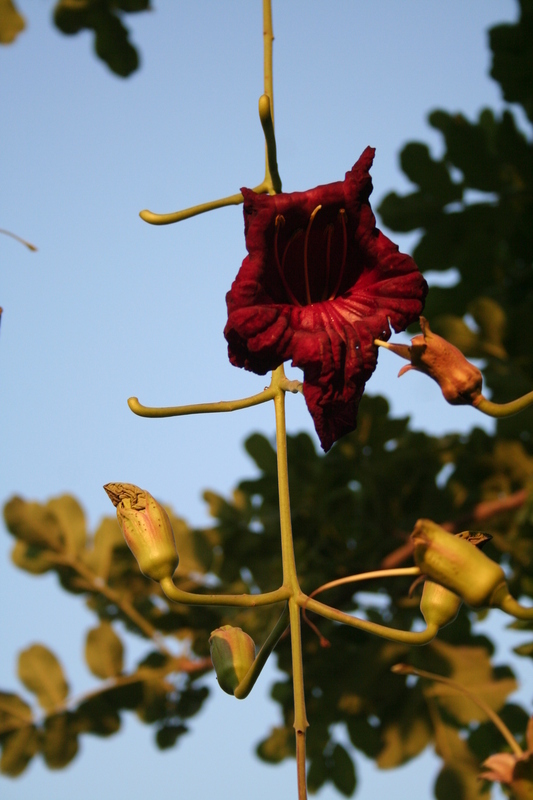 Plancia ëd Kigelia africana (Lamarck) Benth.