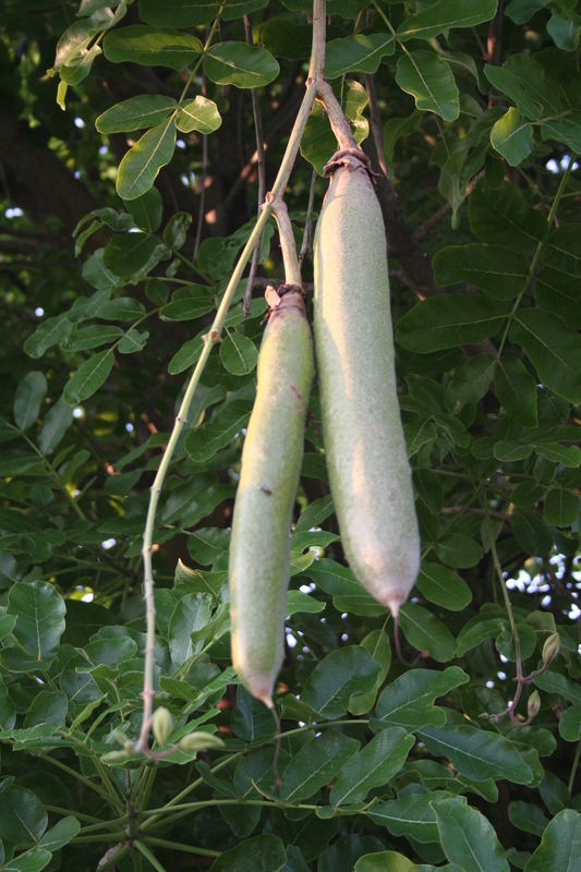 Plancia ëd Kigelia africana (Lamarck) Benth.