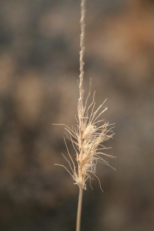 Image of Buffel grass