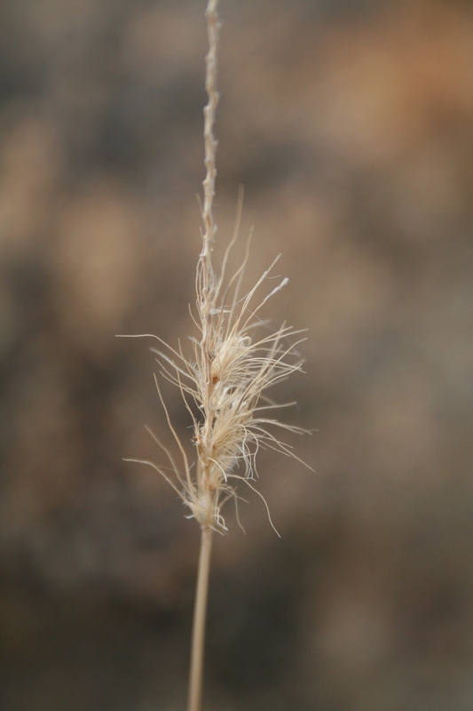 Image of Buffel grass