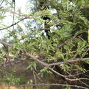 Image of <i>Acacia gerrardii</i>