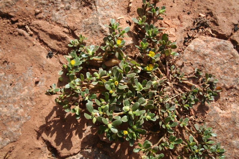 Image of common purslane