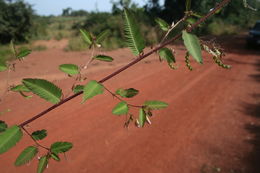 Image of shyleaf