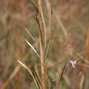 Image of foldedleaf grass