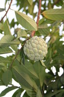 Imagem de Annona squamosa L.