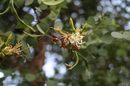 Plancia ëd Bauhinia rufescens Lam.