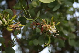 Plancia ëd Bauhinia rufescens Lam.