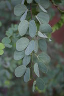 Plancia ëd Bauhinia rufescens Lam.