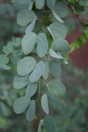 Plancia ëd Bauhinia rufescens Lam.