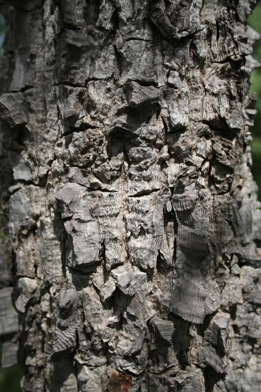 Image of Red Silk Cotton