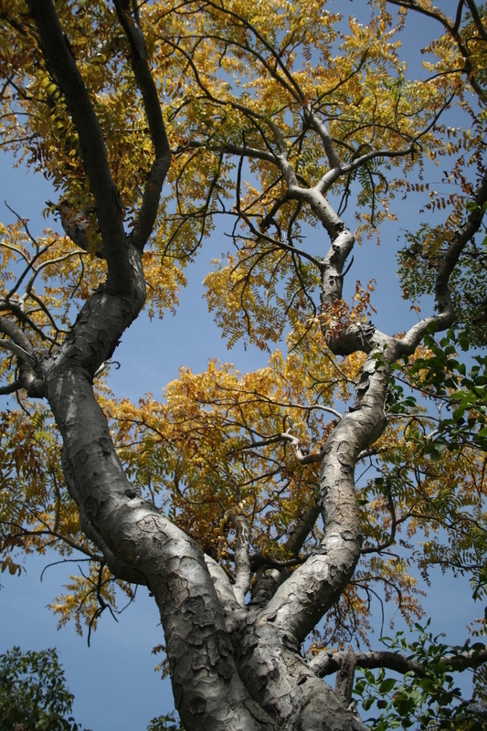 Plancia ëd Boswellia dalzielii Hutchinson