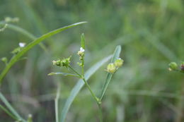 Image de Caperonia serrata (Turcz.) C. Presl