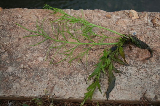 Image of Ceratopteris cornuta (P. Beauv.) Le Prieur