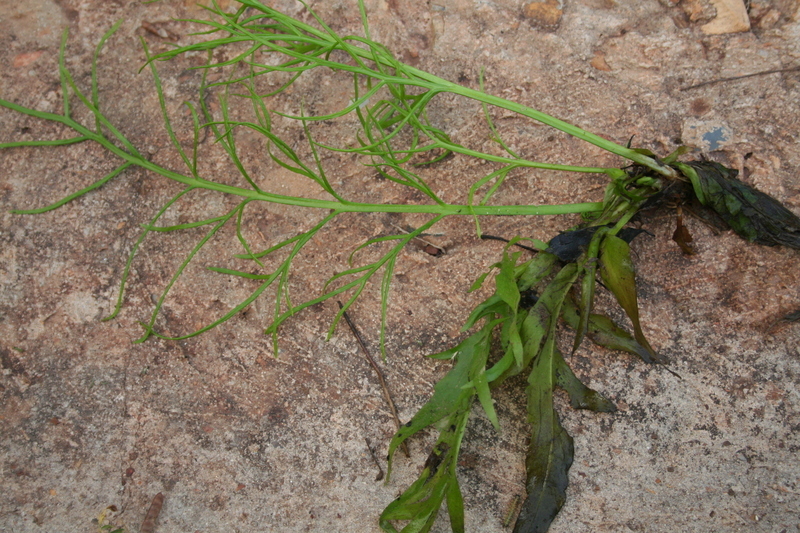 Ceratopteris cornuta (P. Beauv.) Le Prieur resmi