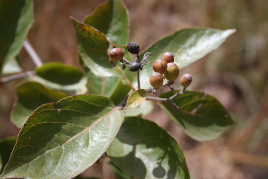 Imagem de Crossopteryx febrifuga (Afzel. ex G. Don) Benth.