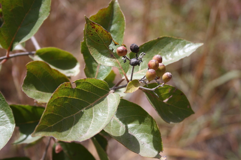 Image of Common crown-berry