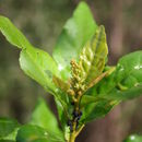 Image of Croton nigritanus Scott Elliot