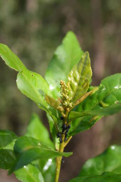 Image of Croton nigritanus Scott Elliot