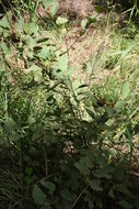 Image of Desmodium velutinum (Willd.) DC.