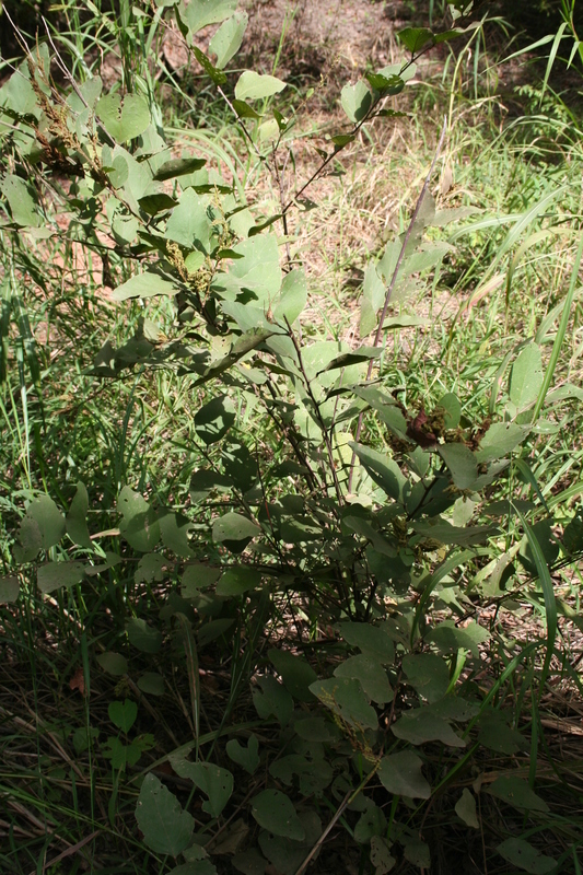 Imagem de Desmodium velutinum (Willd.) DC.