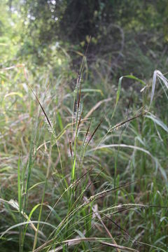 Imagem de Heteropogon contortus (L.) P. Beauv. ex Roem. & Schult.