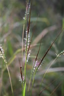 Imagem de Heteropogon contortus (L.) P. Beauv. ex Roem. & Schult.