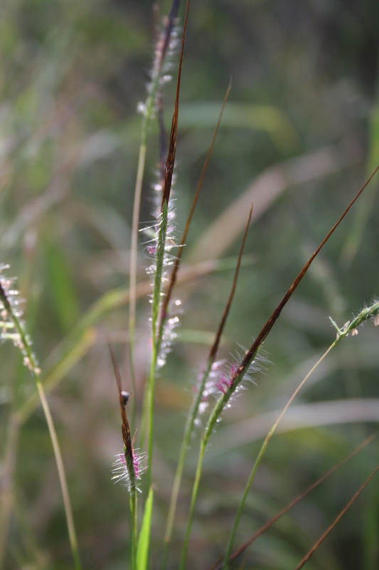 Слика од Heteropogon contortus (L.) P. Beauv. ex Roem. & Schult.