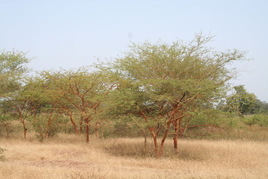 Image of <i>Acacia seyal</i> Delile