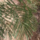 Image of Albizia chevalieri Harms