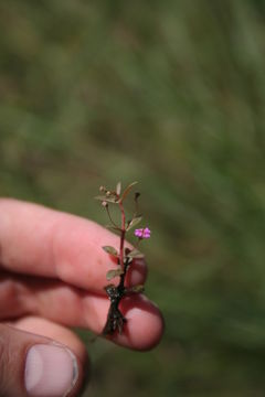 صورة Ammannia auriculata Willd.