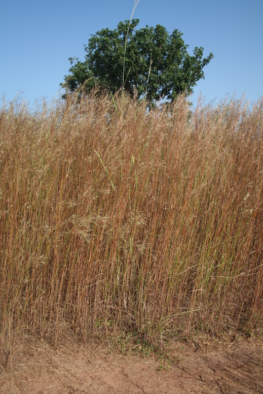 Imagem de Andropogon pseudapricus Stapf