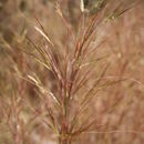 Image of Andropogon pseudapricus Stapf