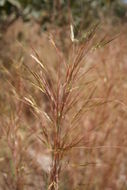 Imagem de Andropogon pseudapricus Stapf