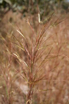 Andropogon pseudapricus Stapf的圖片