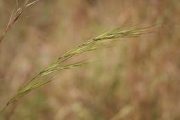 Aristida adscensionis L. resmi