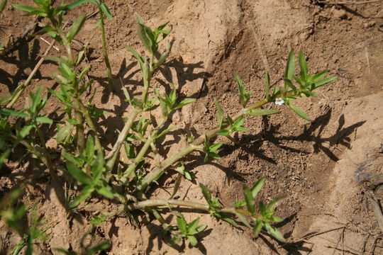 Image of Bacopa crenata (Benth.) Hepper