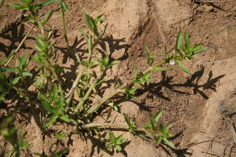 Bacopa crenata (Benth.) Hepper resmi