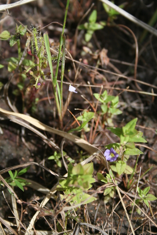 Bacopa hamiltoniana (Benth.) Wettst. resmi