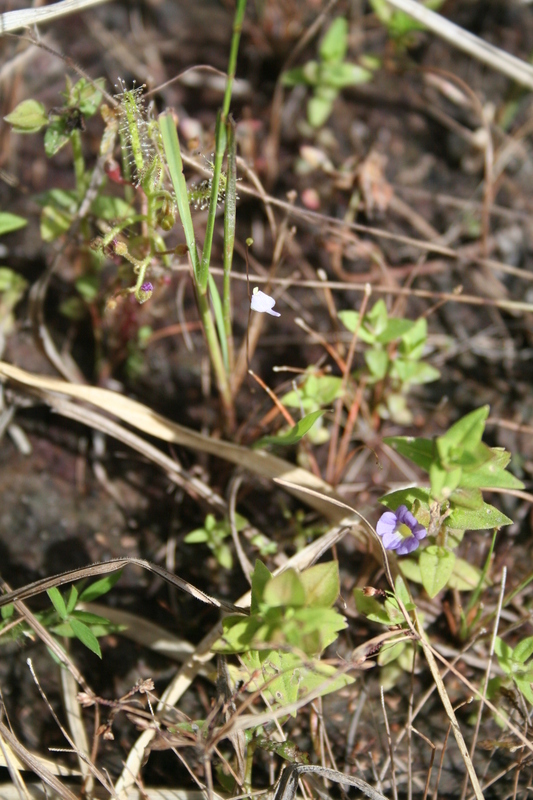 Bacopa hamiltoniana (Benth.) Wettst. resmi