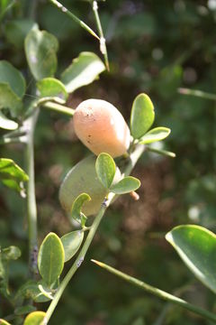 Image of Balanites aegyptiaca (L.) Delile