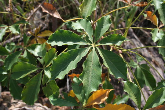 Image of Red Silk Cotton