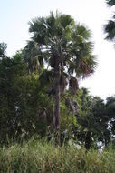 Image of palmyra palm