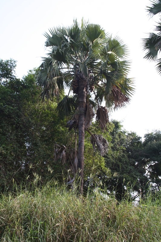 Image of palmyra palm