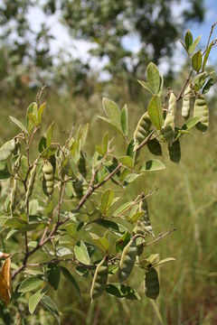 Cajanus kerstingii Harms的圖片