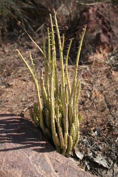 Image of <i>Caralluma adscendens</i> (Roxb.) Haw.