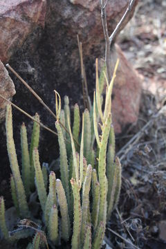 Image de <i>Caralluma adscendens</i> (Roxb.) Haw.