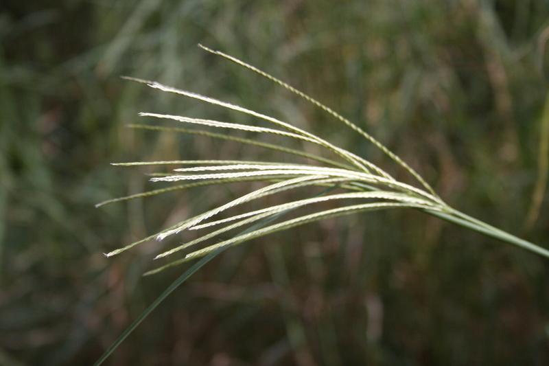 Image of Chloris robusta Stapf