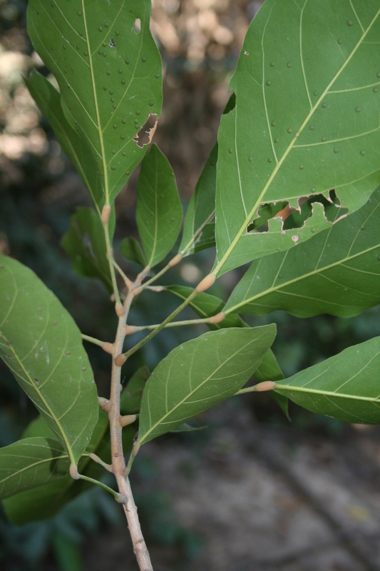 Cola laurifolia Mast.的圖片