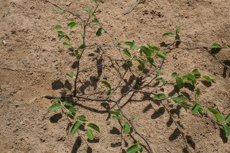 Image of Christ's thorn